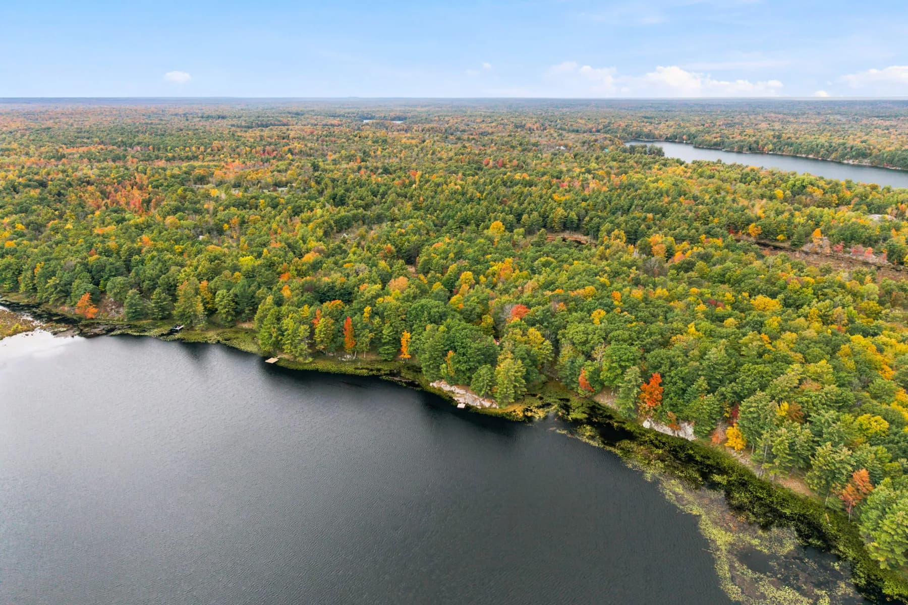 Aerial view along the lake and surrounding forest