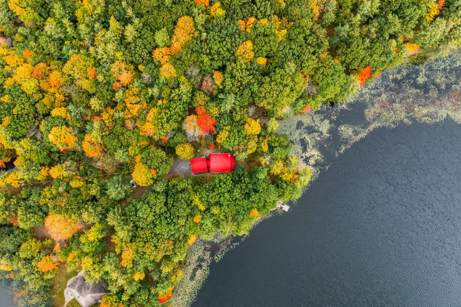 Aerial view of a wooded shoreline in autumn