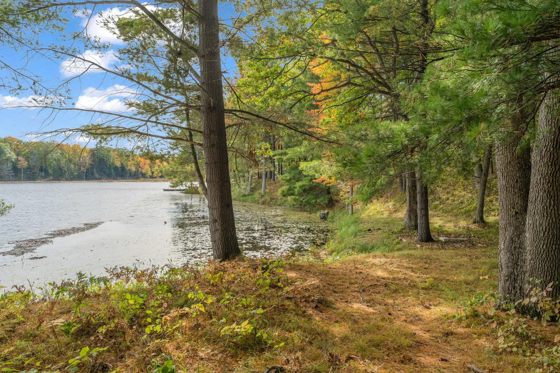 View across the lake through the pines